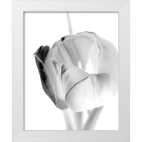 Black and White Tulip 1 White Modern Wood Framed Art Print by Kimberly, Allen