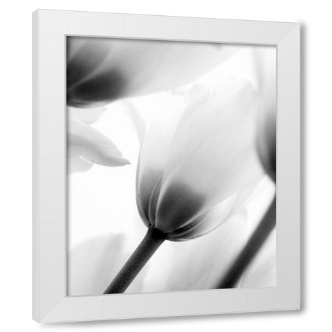 Black and White Tulip 2 White Modern Wood Framed Art Print by Kimberly, Allen