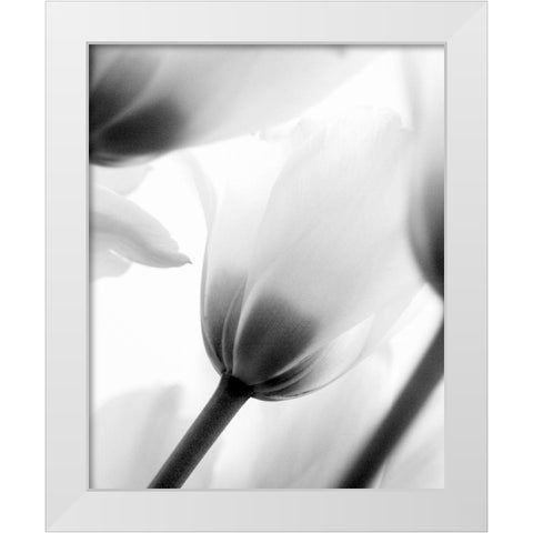 Black and White Tulip 2 White Modern Wood Framed Art Print by Kimberly, Allen
