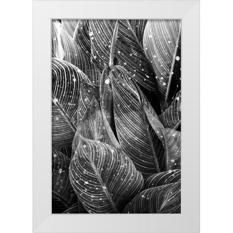 Midnight Palm Leaves 1 bw White Modern Wood Framed Art Print by Allen, Kimberly