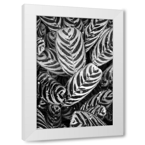 Midnight Palm Leaves 2 bw White Modern Wood Framed Art Print by Allen, Kimberly