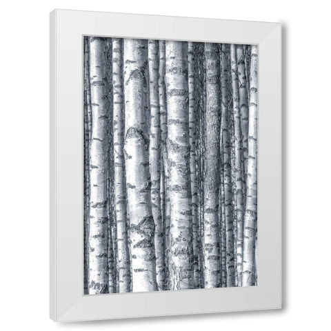 Birches 1 White Modern Wood Framed Art Print by Allen, Kimberly