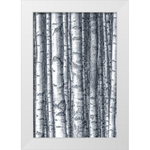 Birches 1 White Modern Wood Framed Art Print by Allen, Kimberly