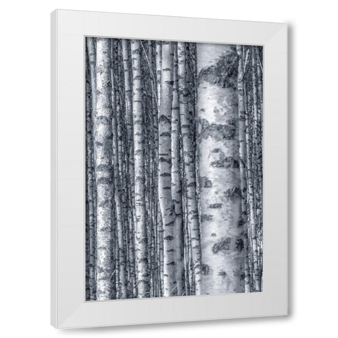 Birches 2 White Modern Wood Framed Art Print by Allen, Kimberly