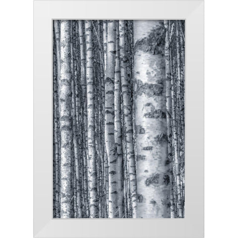 Birches 2 White Modern Wood Framed Art Print by Allen, Kimberly