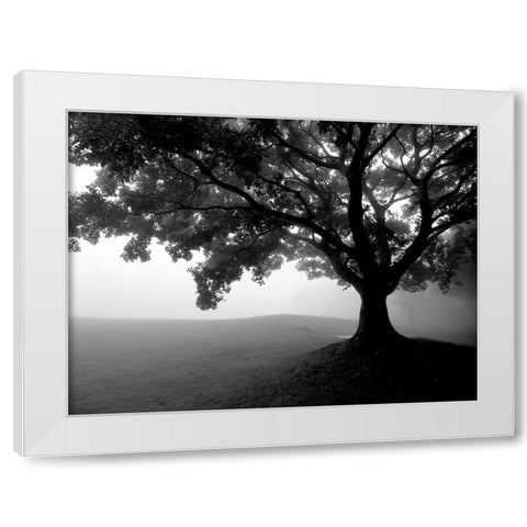 Early Morning Fog White Modern Wood Framed Art Print by Allen, Kimberly