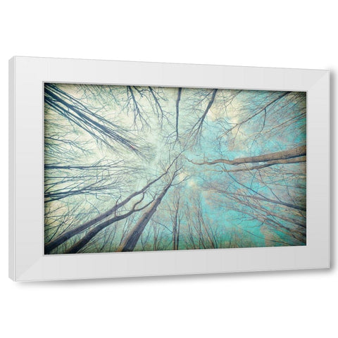 My View Up White Modern Wood Framed Art Print by Kimberly, Allen