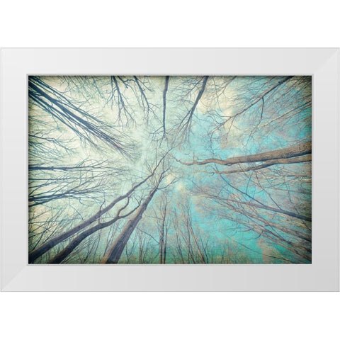 My View Up White Modern Wood Framed Art Print by Kimberly, Allen