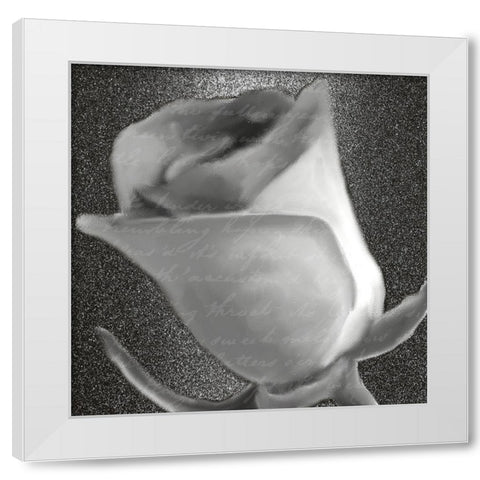 Grey Rose 2 White Modern Wood Framed Art Print by Kimberly, Allen