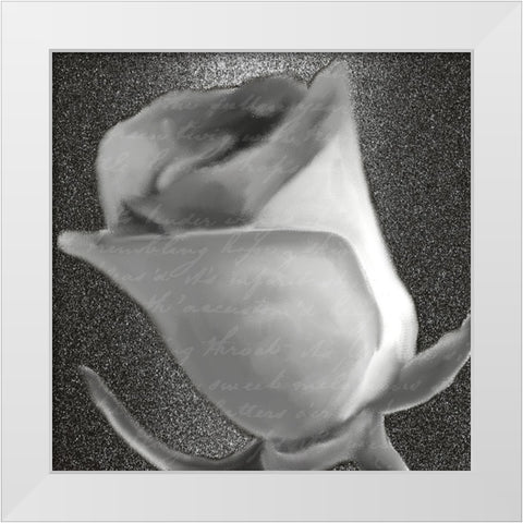 Grey Rose 2 White Modern Wood Framed Art Print by Kimberly, Allen