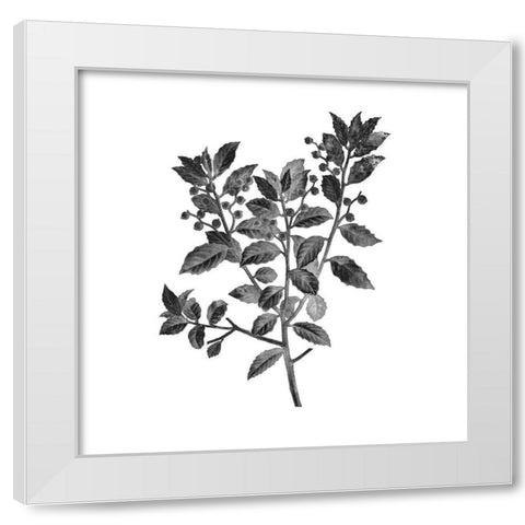 Botanical Black 2 White Modern Wood Framed Art Print by Kimberly, Allen