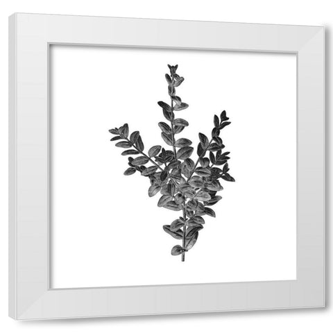 Botanical Black 4 White Modern Wood Framed Art Print by Kimberly, Allen