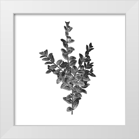 Botanical Black 4 White Modern Wood Framed Art Print by Kimberly, Allen