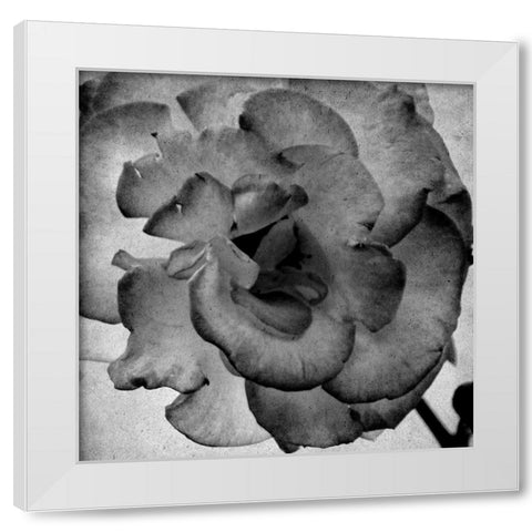 White Blooming 1 White Modern Wood Framed Art Print by Kimberly, Allen