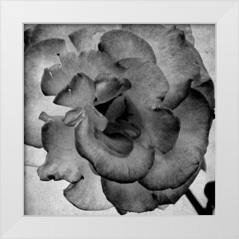White Blooming 1 White Modern Wood Framed Art Print by Kimberly, Allen