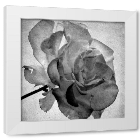 White Blooming 2 White Modern Wood Framed Art Print by Kimberly, Allen