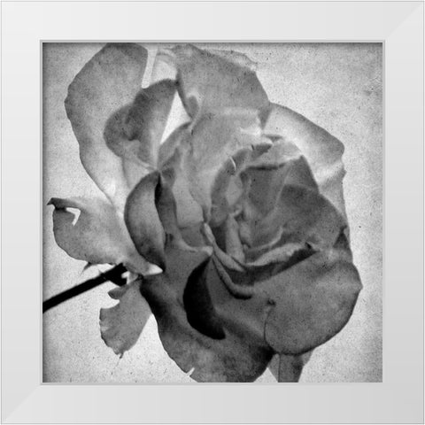 White Blooming 2 White Modern Wood Framed Art Print by Kimberly, Allen