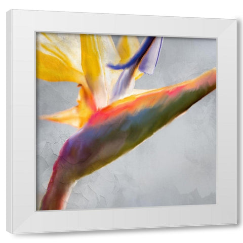 Strelitzia 1 White Modern Wood Framed Art Print by Kimberly, Allen