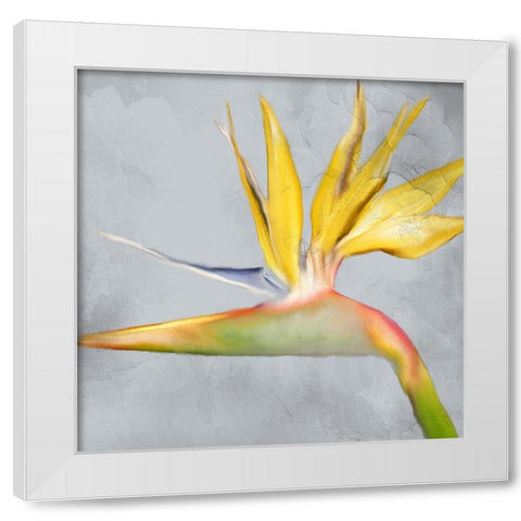 Strelitzia 2 White Modern Wood Framed Art Print by Kimberly, Allen