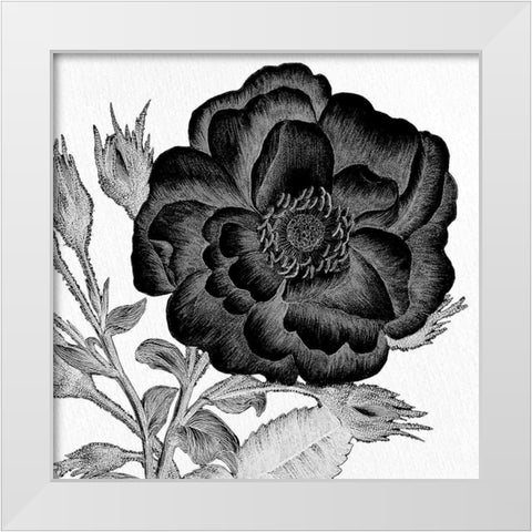 Black and White Bloom 1 White Modern Wood Framed Art Print by Allen, Kimberly