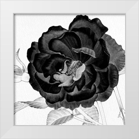 Black and White Bloom 3 White Modern Wood Framed Art Print by Allen, Kimberly