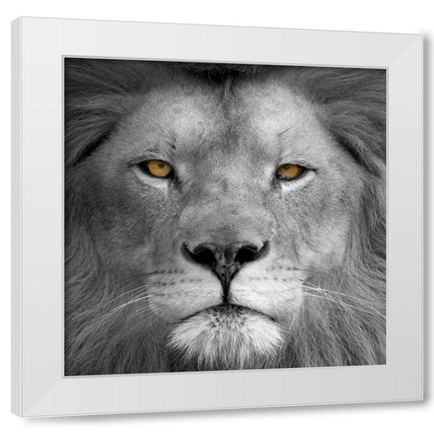Lion Power White Modern Wood Framed Art Print by Allen, Kimberly