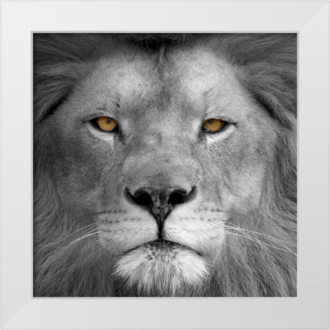 Lion Power White Modern Wood Framed Art Print by Allen, Kimberly