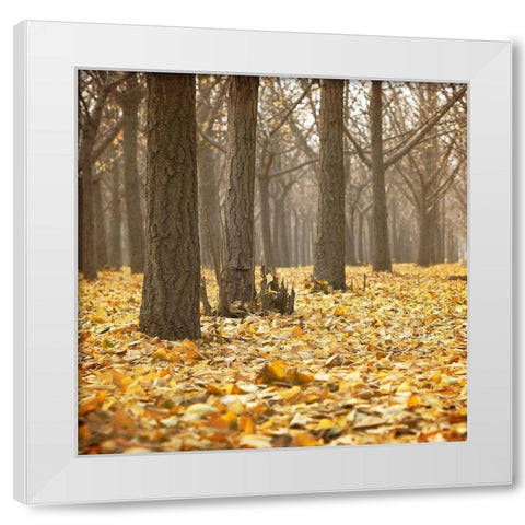 Forest Floor 1 White Modern Wood Framed Art Print by Kimberly, Allen