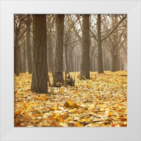 Forest Floor 1 White Modern Wood Framed Art Print by Kimberly, Allen