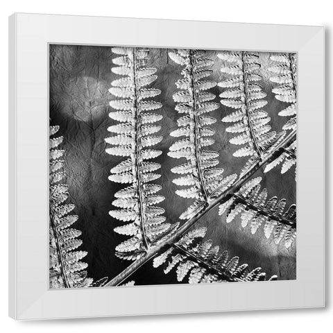 Silver Fern 1 White Modern Wood Framed Art Print by Kimberly, Allen