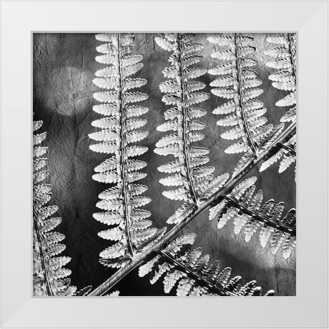 Silver Fern 1 White Modern Wood Framed Art Print by Kimberly, Allen