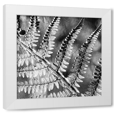 Silver Fern 2 White Modern Wood Framed Art Print by Kimberly, Allen