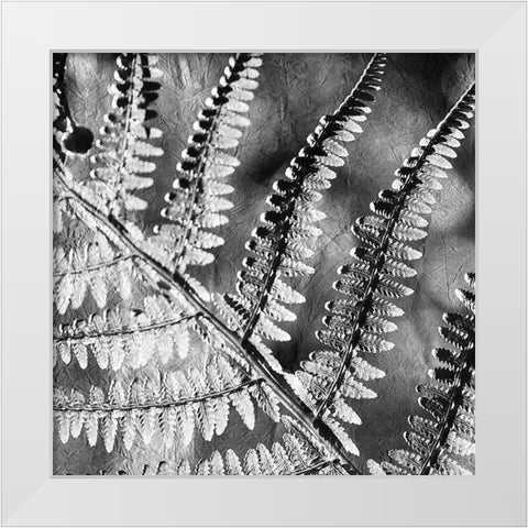 Silver Fern 2 White Modern Wood Framed Art Print by Kimberly, Allen