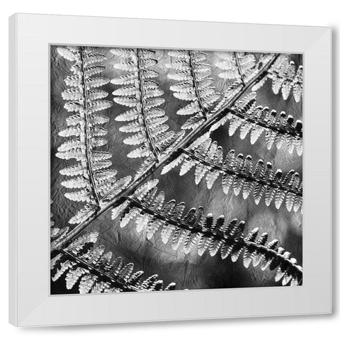 Silver Fern 3 White Modern Wood Framed Art Print by Kimberly, Allen