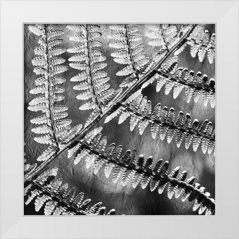Silver Fern 3 White Modern Wood Framed Art Print by Kimberly, Allen