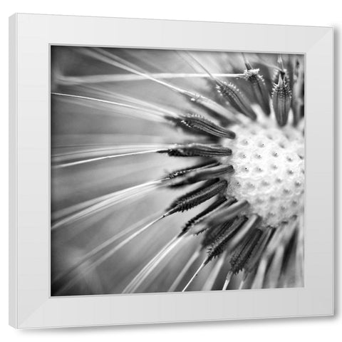 Upclose 1 White Modern Wood Framed Art Print by Kimberly, Allen