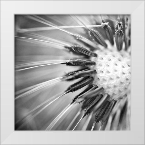 Upclose 1 White Modern Wood Framed Art Print by Kimberly, Allen