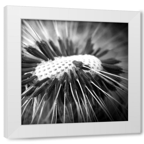 Upclose 2 White Modern Wood Framed Art Print by Kimberly, Allen
