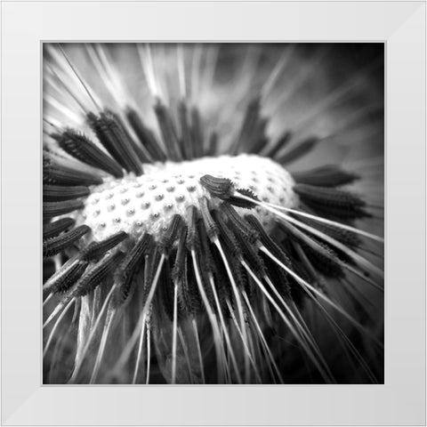 Upclose 2 White Modern Wood Framed Art Print by Kimberly, Allen