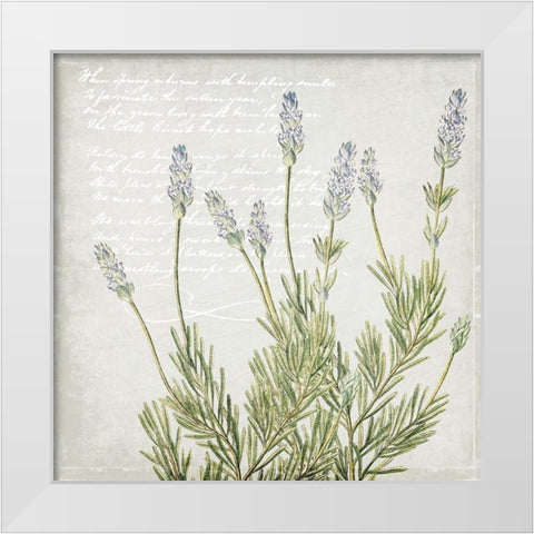Lavender 2 White Modern Wood Framed Art Print by Kimberly, Allen
