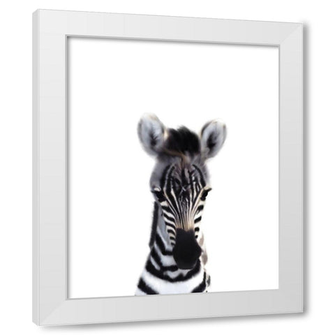 Baby Zebra White Modern Wood Framed Art Print by Straatsma, Leah