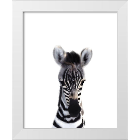 Baby Zebra White Modern Wood Framed Art Print by Straatsma, Leah