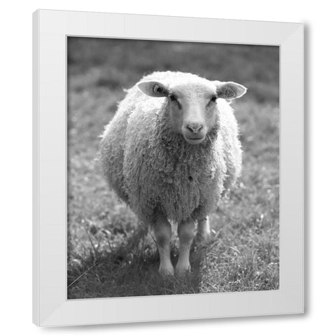 Cute Sheep White Modern Wood Framed Art Print by Straatsma, Leah