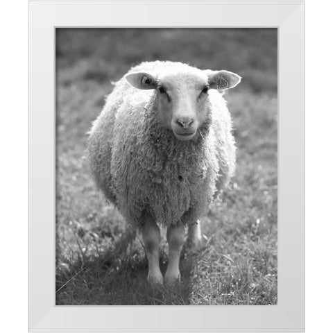 Cute Sheep White Modern Wood Framed Art Print by Straatsma, Leah