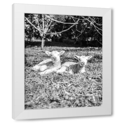 Two Sheep White Modern Wood Framed Art Print by Straatsma, Leah