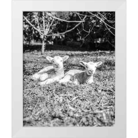Two Sheep White Modern Wood Framed Art Print by Straatsma, Leah