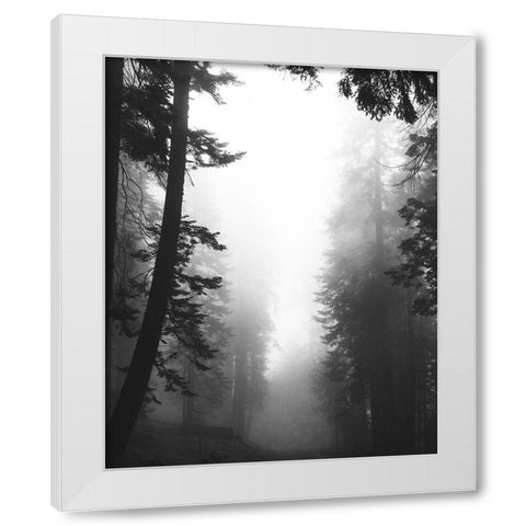 Misty Path White Modern Wood Framed Art Print by Straatsma, Leah