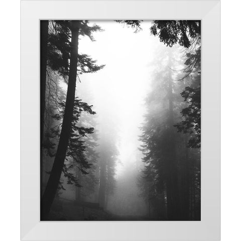 Misty Path White Modern Wood Framed Art Print by Straatsma, Leah