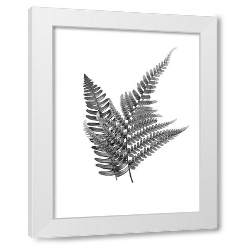 Fern Dueling 2 White Modern Wood Framed Art Print by Prime, Marcus