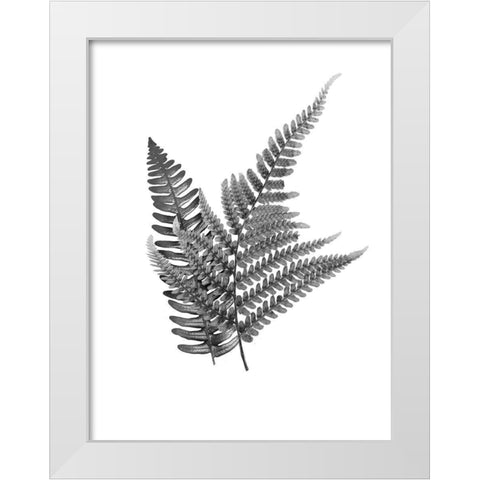 Fern Dueling 2 White Modern Wood Framed Art Print by Prime, Marcus